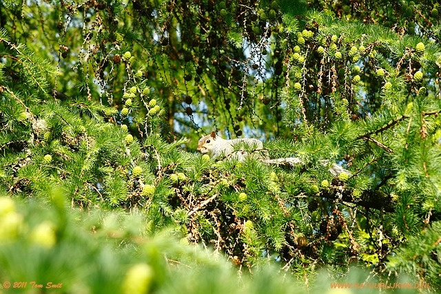 Grey squirrel at Kevingrove Park