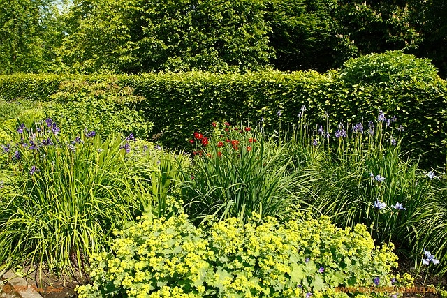 Flowers at Kelvingrove Park