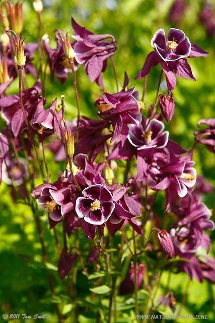Flowers at Kelvingrove Park
