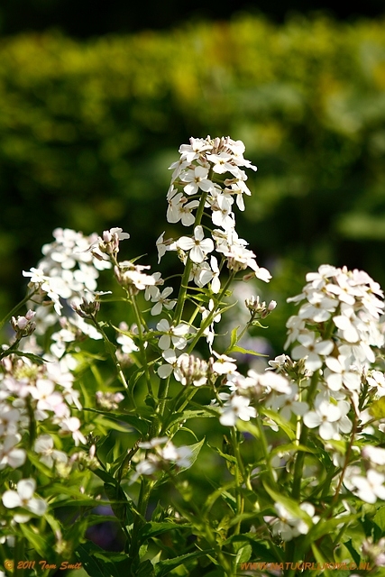 Flowers at Kelvingrove Park