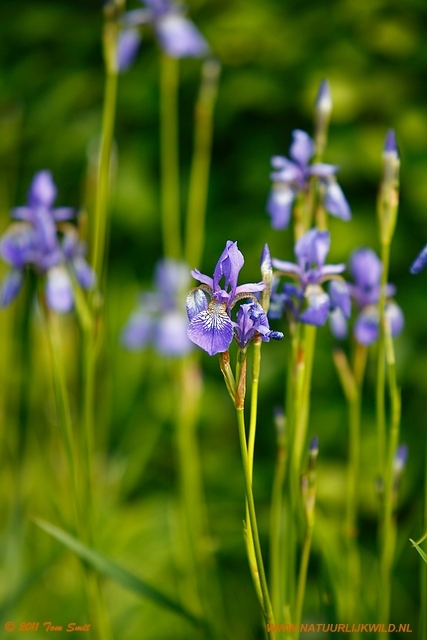 Flowers at Kevingrove Park