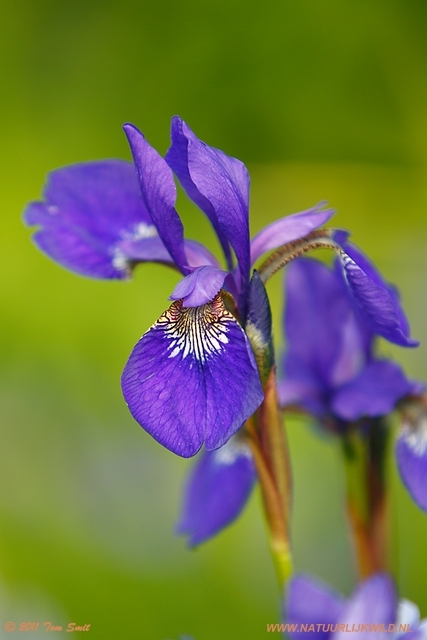 Flowers at Kevingrove Park