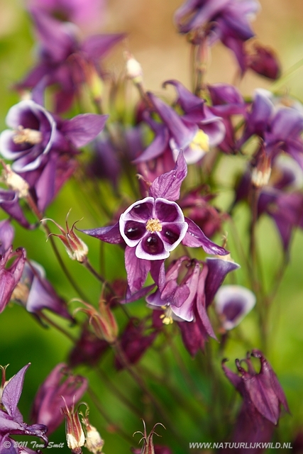 Flowers at Kevingrove Park